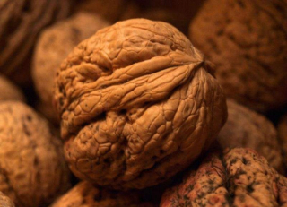 Orech JACEK OBROVSKÉ OVOCIE Juglans regia VEĽKÝ VÝSEV odolný